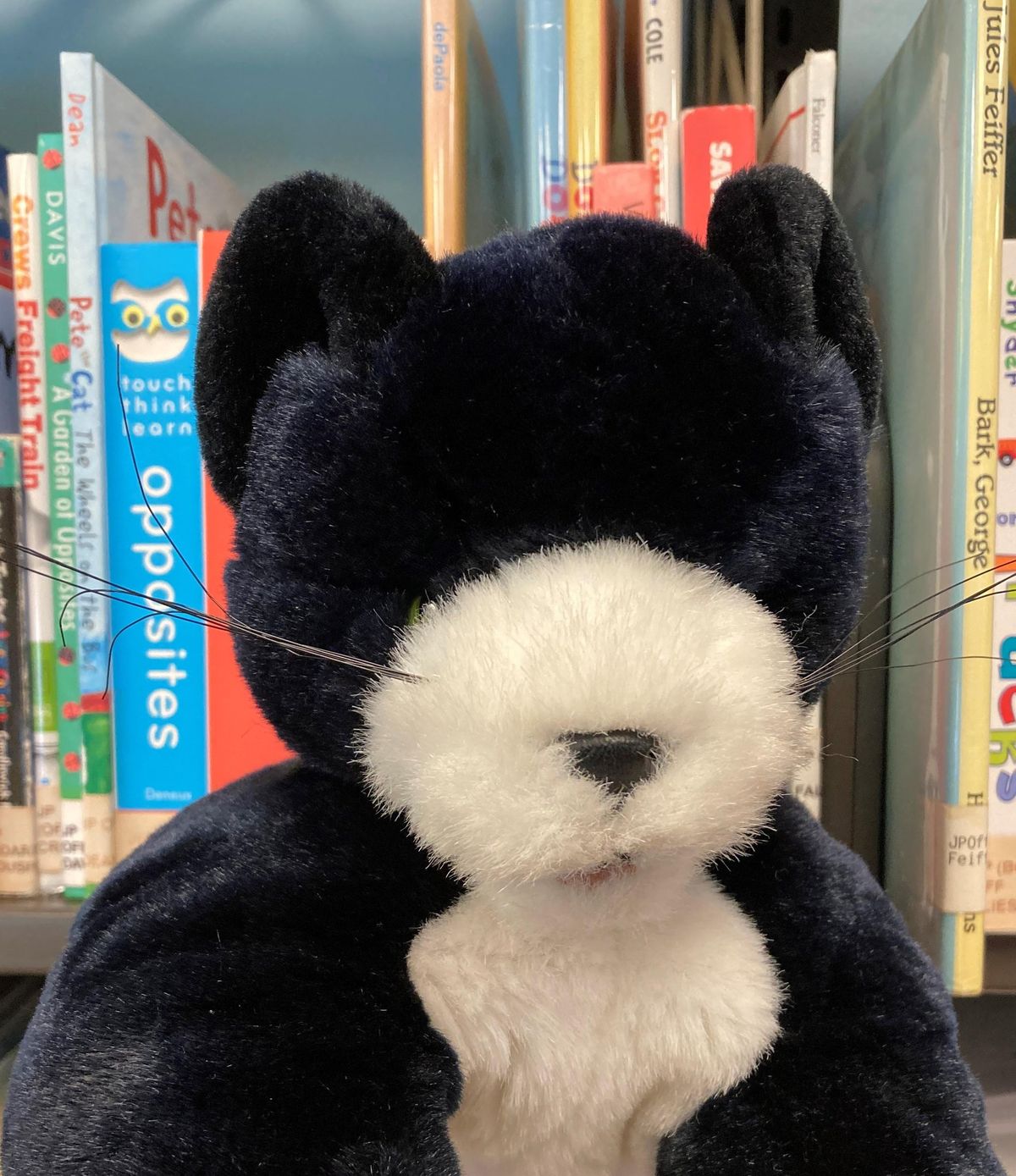 Where in the Library is Silas the Cat?