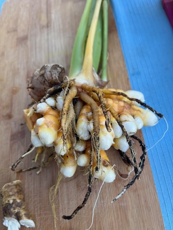 Growing Turmeric with Crabtree's own Sarah Wiatrek!