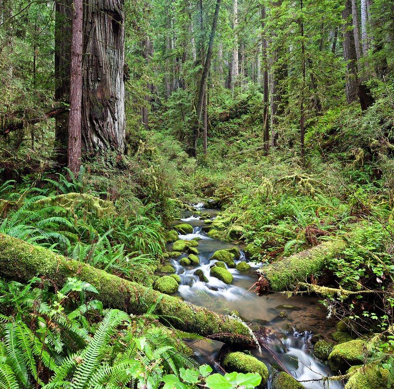 Guided plant walk at Headwaters Forest Reserve