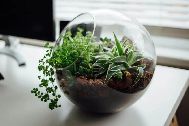 DIY Terrarium Workshop