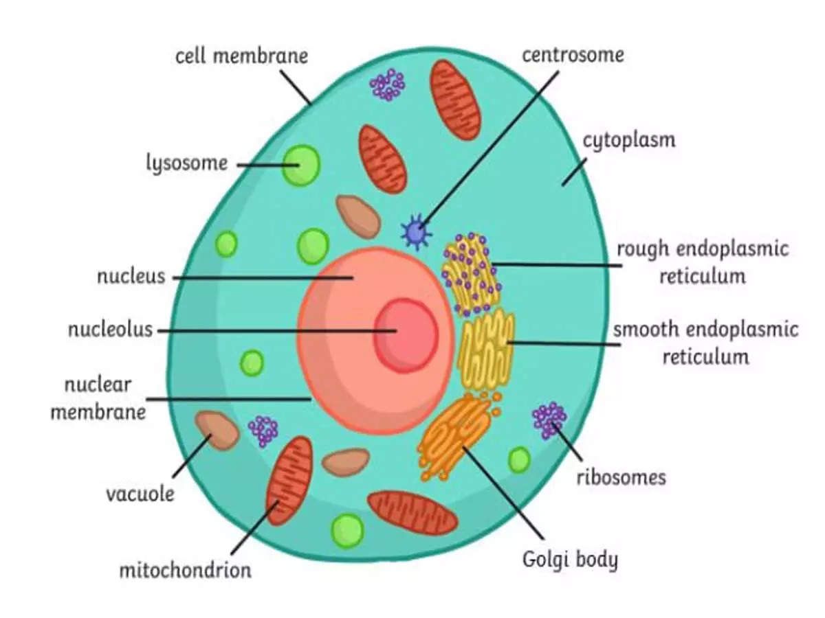 Cell