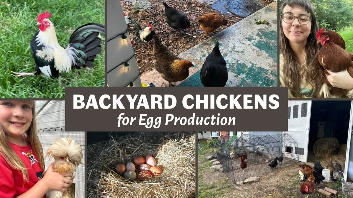 Backyard Chickens for Egg Production