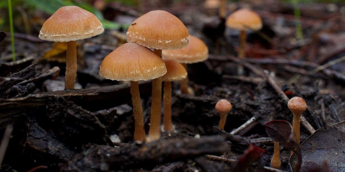 Fungus Fair at the Presidio Tunnel Tops