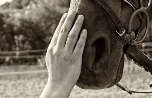 Horse Riding Saturday