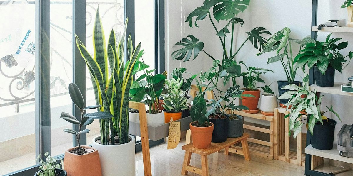 How Not to K*ll Your Houseplants