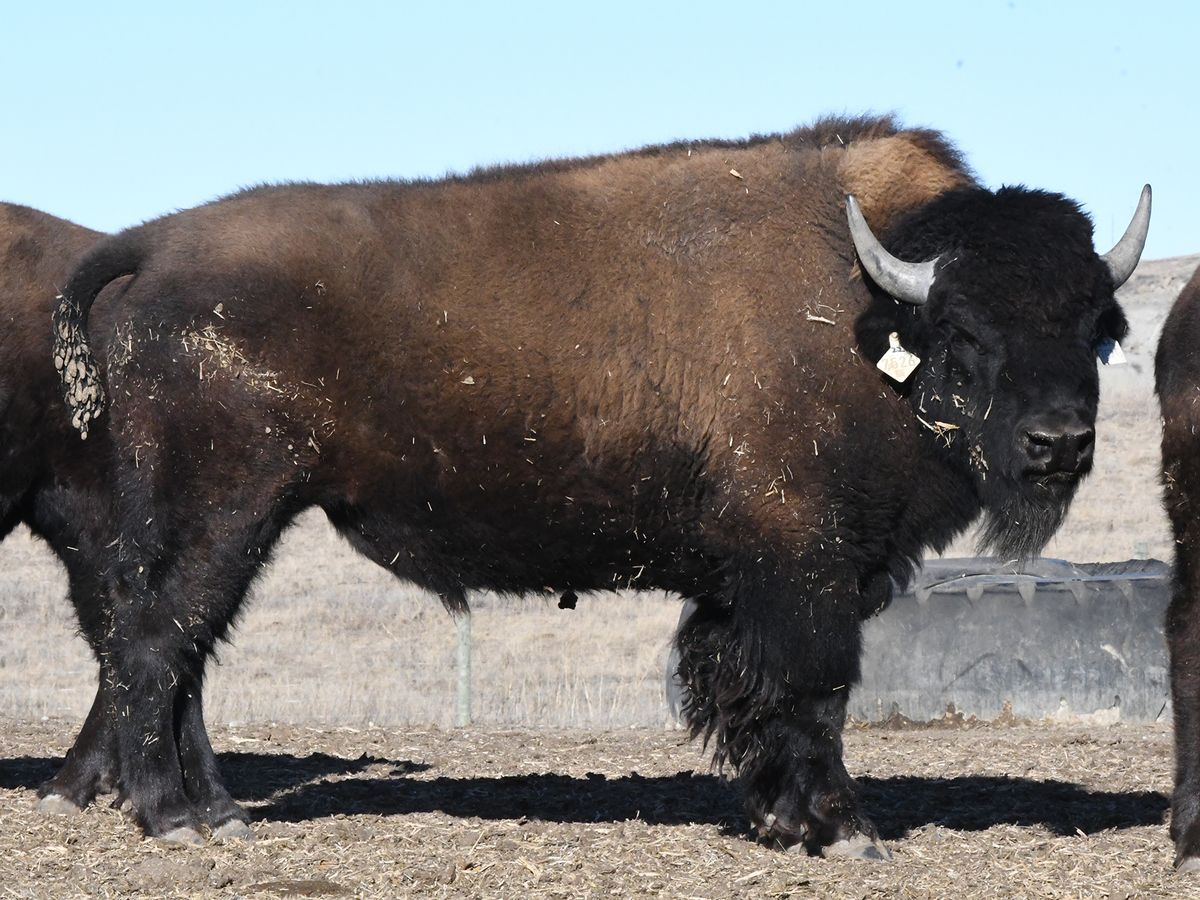 Annual Performance Tested Yearling Breeding Bull and Female Simulcast Auction