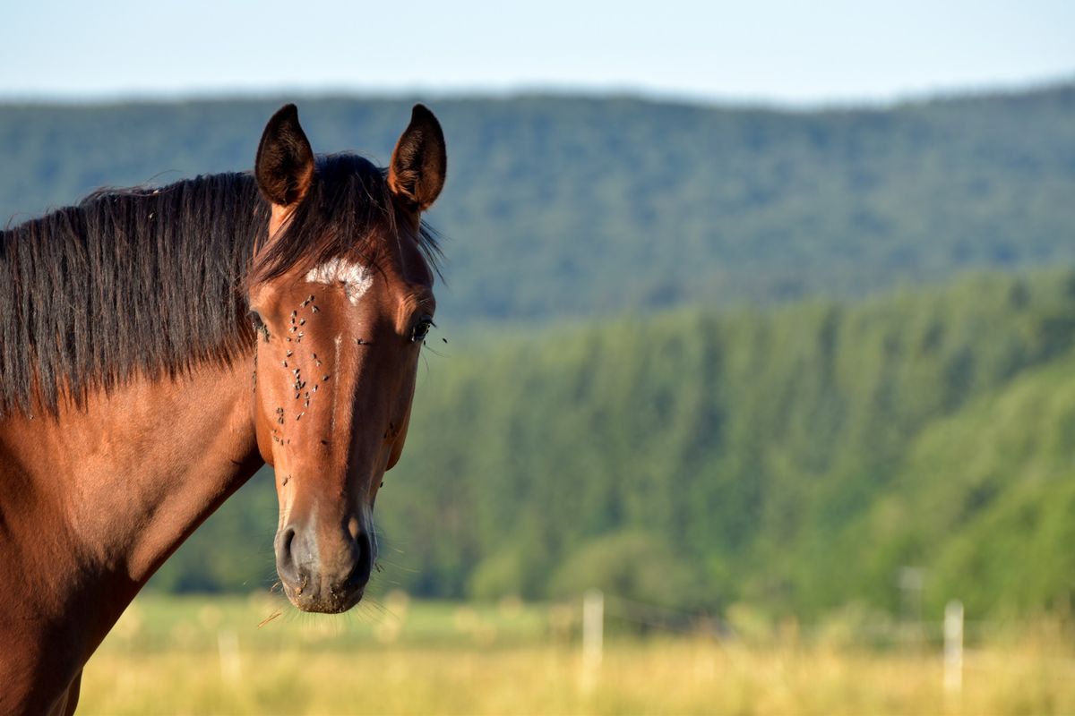 FREE Farm Tour: Non-Toxic Pest Control for Horse Owners
