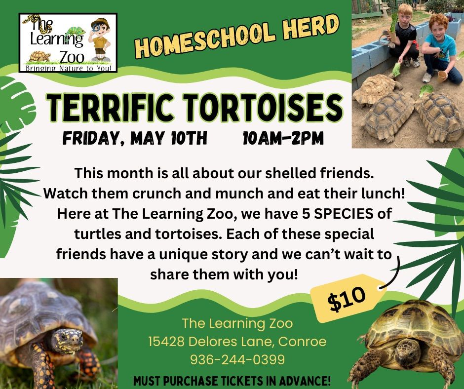 Terrific Turtles & Tortoises