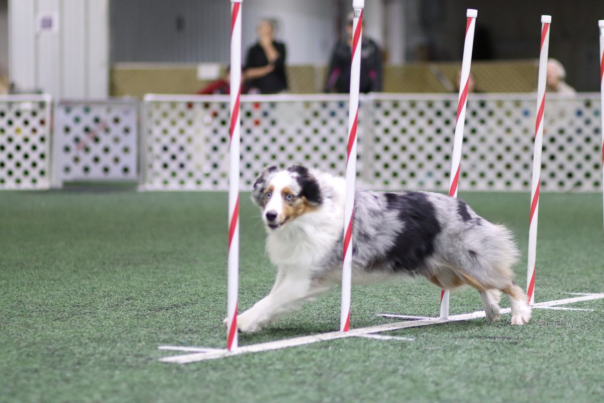 ASCA Agility Trial by Rock River! 