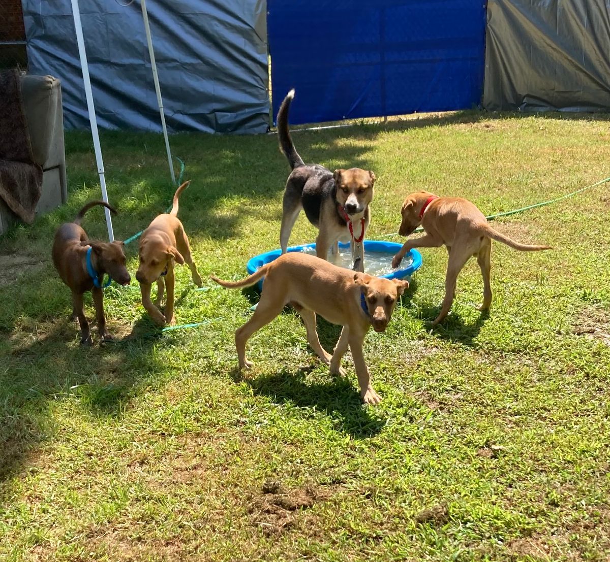 Empty the Shelters Adoption Event