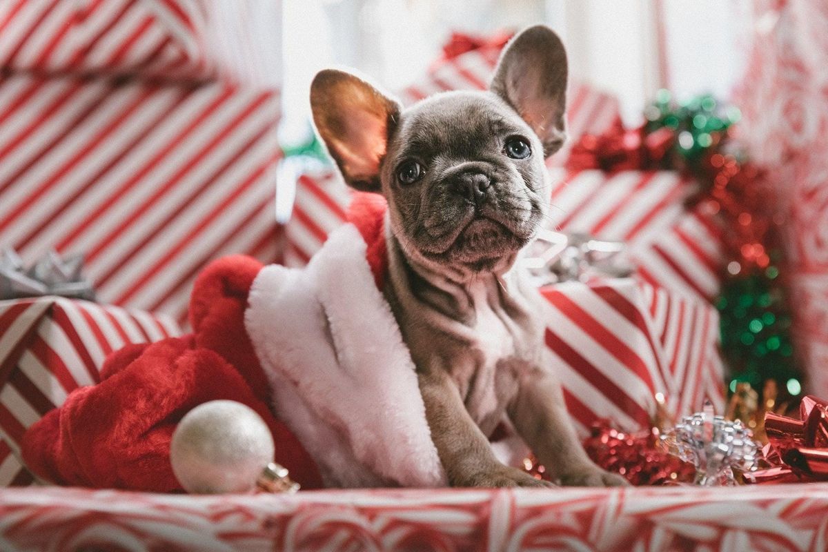 Doggy Christmas Market 