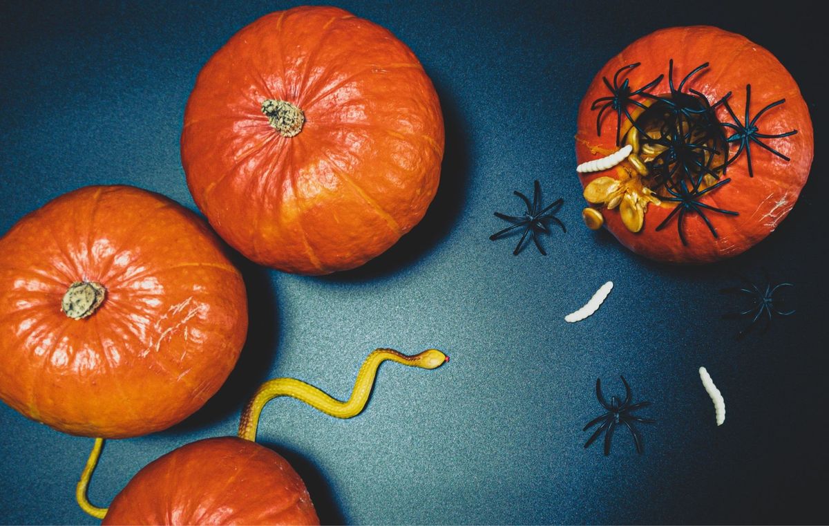 Spooky Serpents and Creepy Crawlers