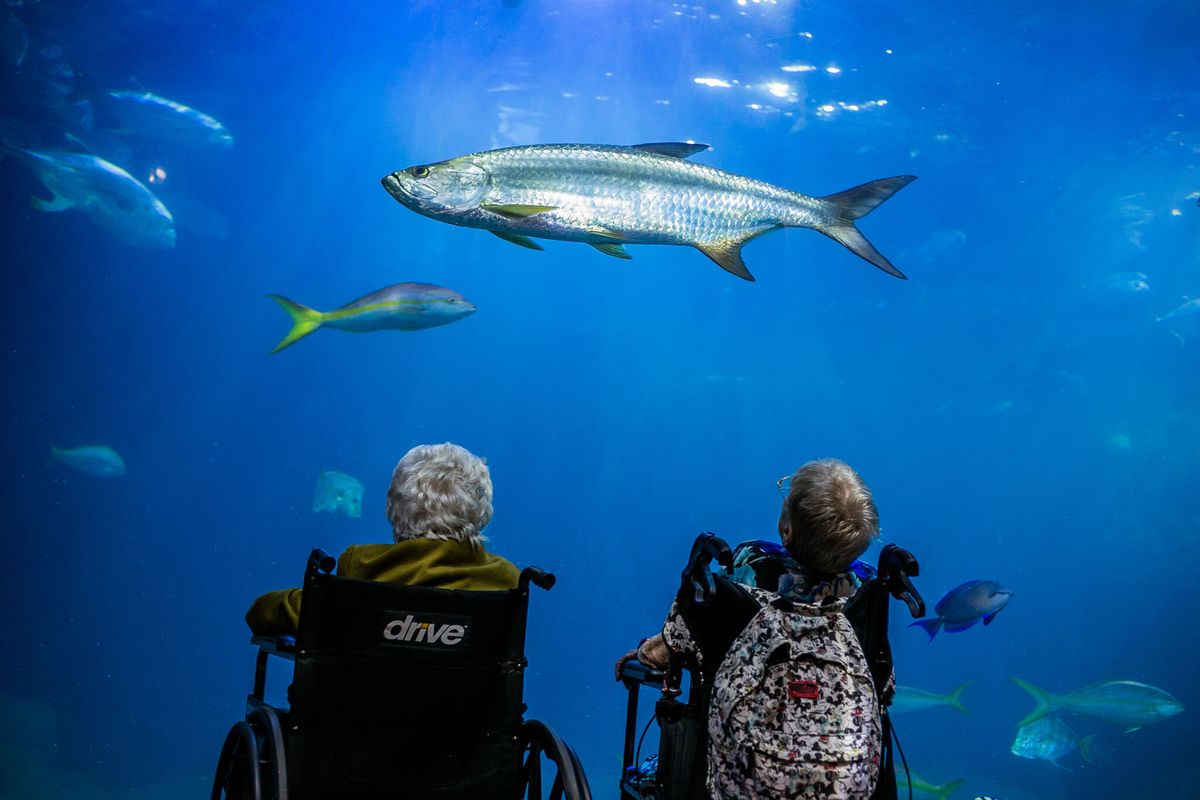 Quiet at The Aquarium: Ocean Memories