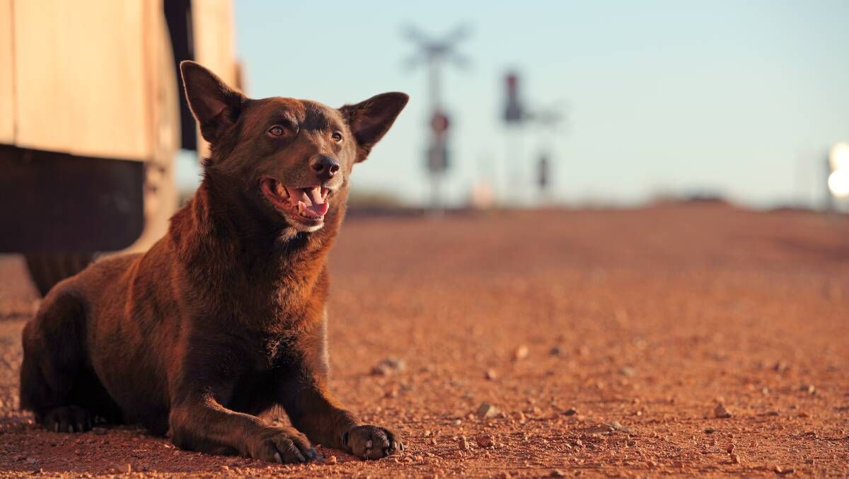 Red Dog (35mm)