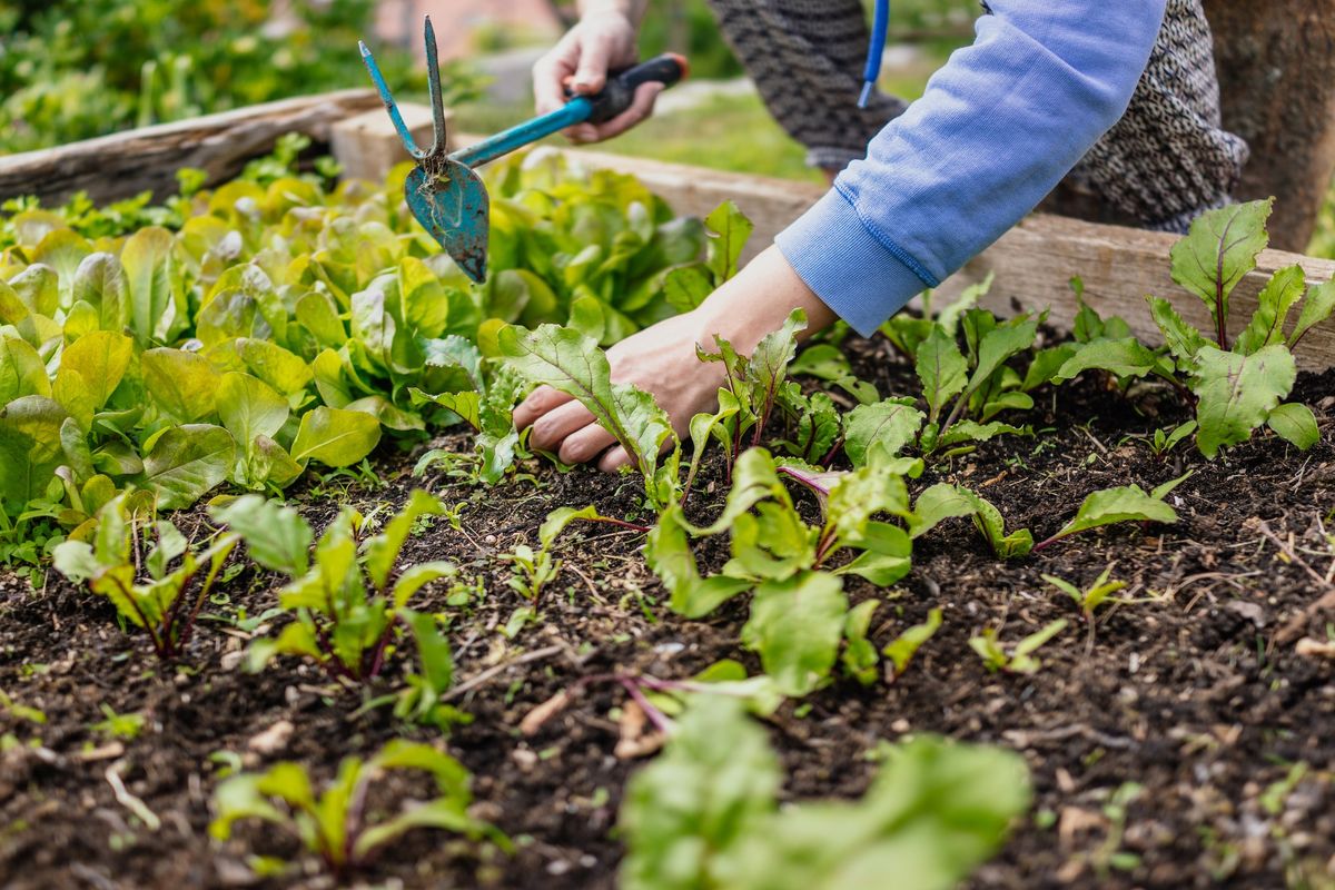 Cultivating Companions: Growing Connections Through Plants, 50+YRS