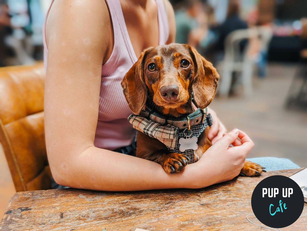  Dachshund Pup Up Cafe - Sheffield