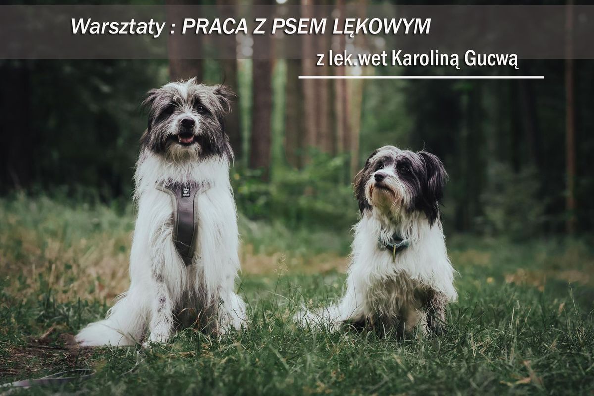 Praca z psem l\u0119kowym - warsztaty z lek. wet. Karolin\u0105 Gucw\u0105 