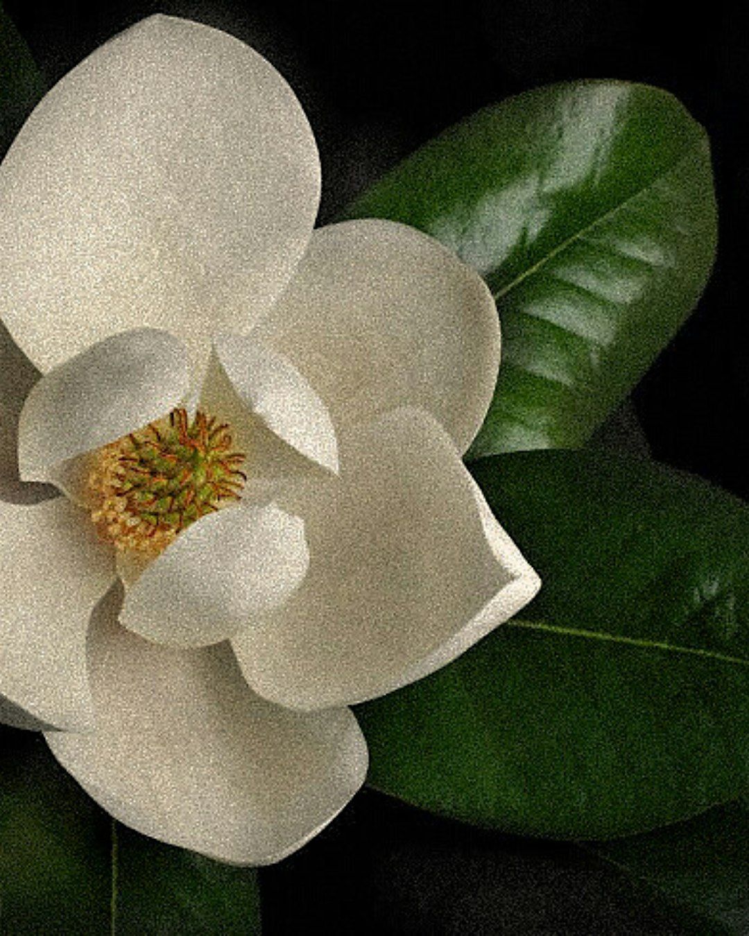 Under the Same Sky - A Short Film & Chill for LABASED