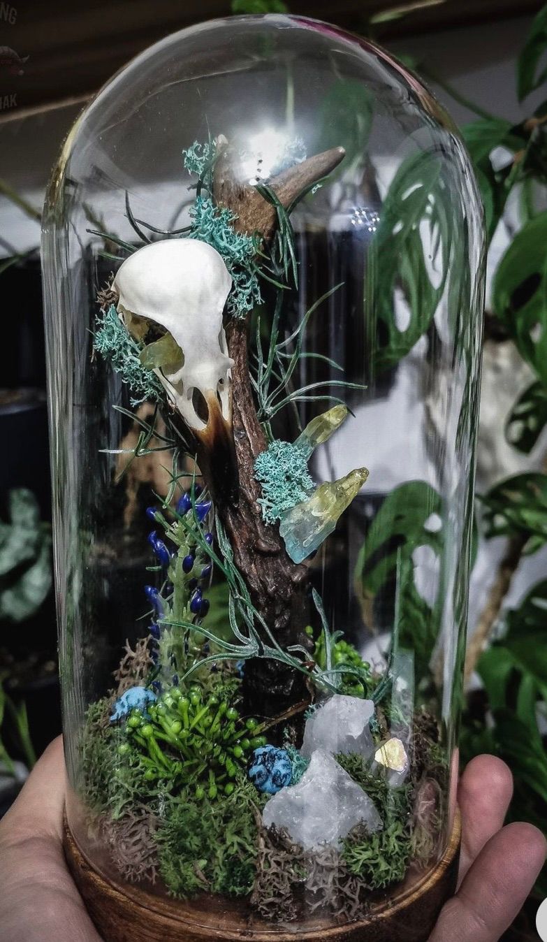 (FULL)Crow skull terrarium $60 (12-2pm and 4-6pm)