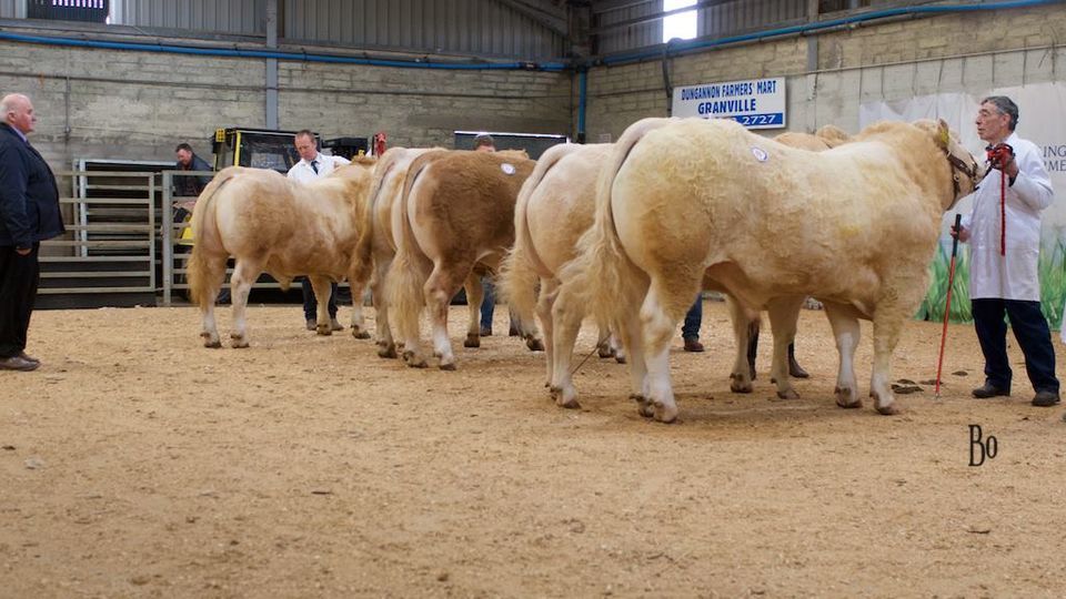 Society Spring Show and Sale of bulls and breeding females.