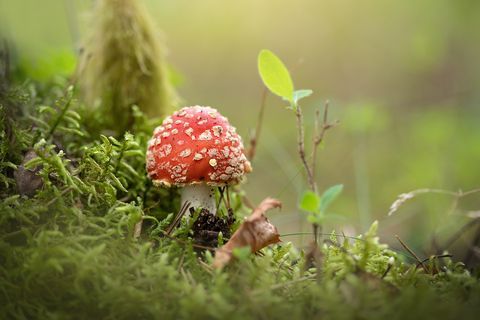 Wildlife talk - Fabulous Fungi with Sarah Manning 