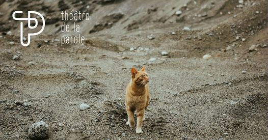 Le Grand Monde Du Petit Chat Maison De La Creation Sint Agatha Berchem 3 March 21