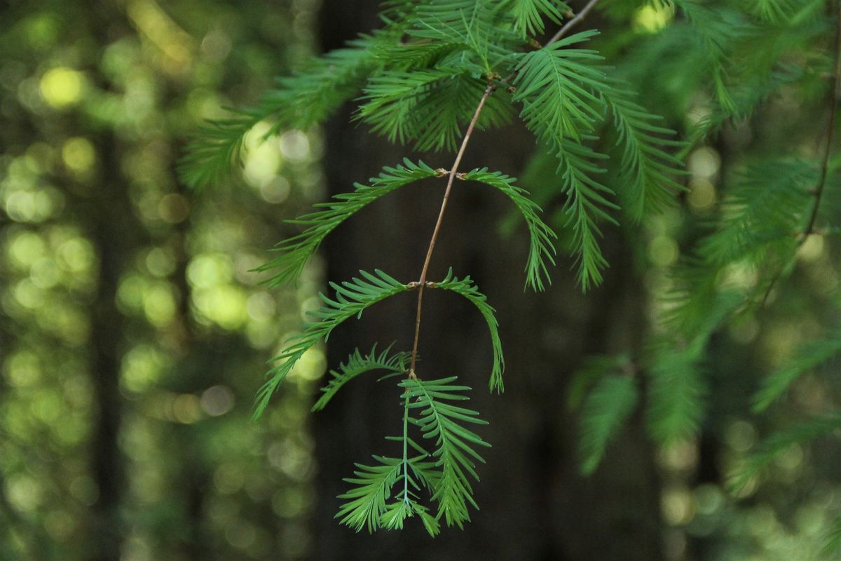 Living Fossils of the Tree World