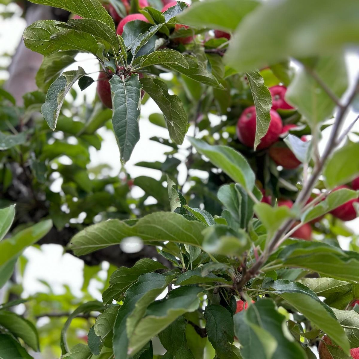 PICK YOUR OWN APPLE SEASON 2025