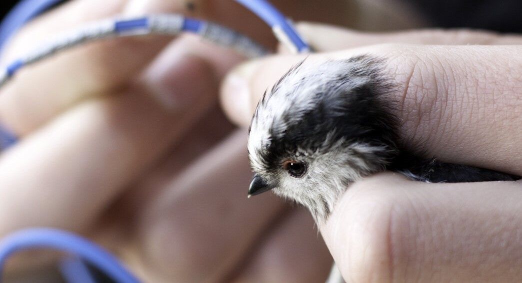 North Notts Group Talk: Bird Ringing with John Clark