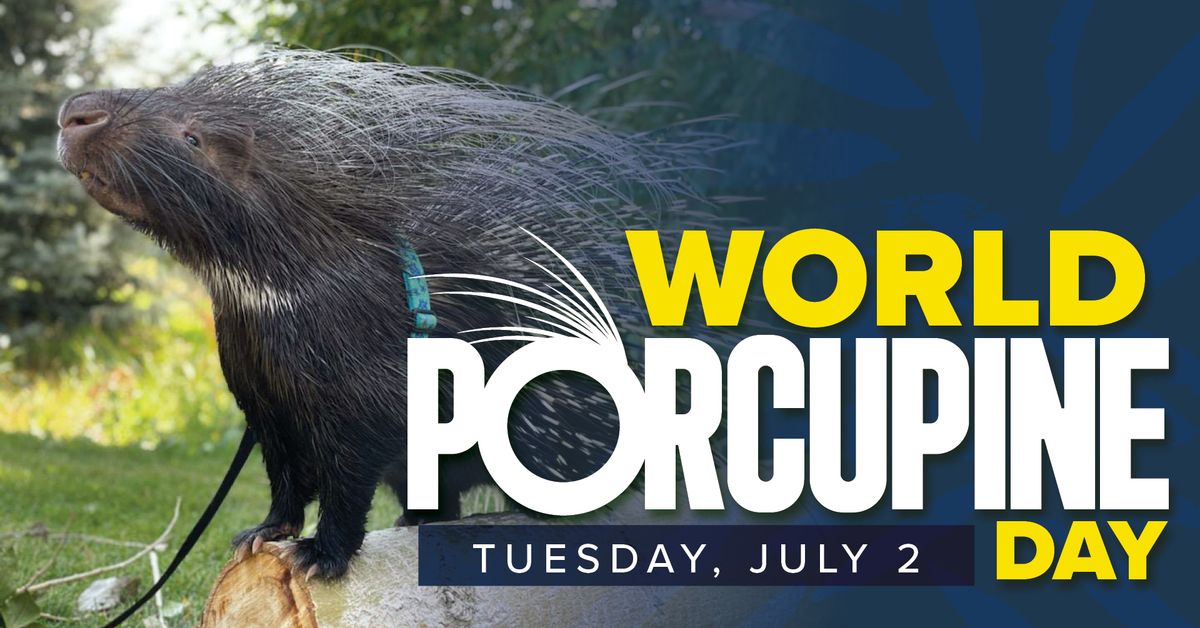 World Porcupine Day
