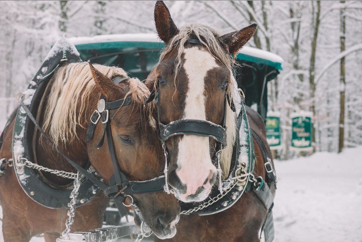 Horse-Drawn Sleigh Rides at Garland Resort