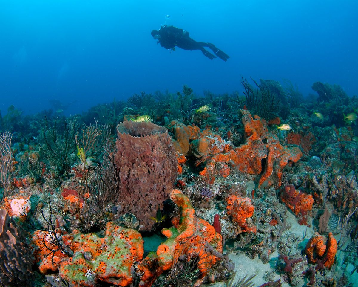 Pompano Dive Trip