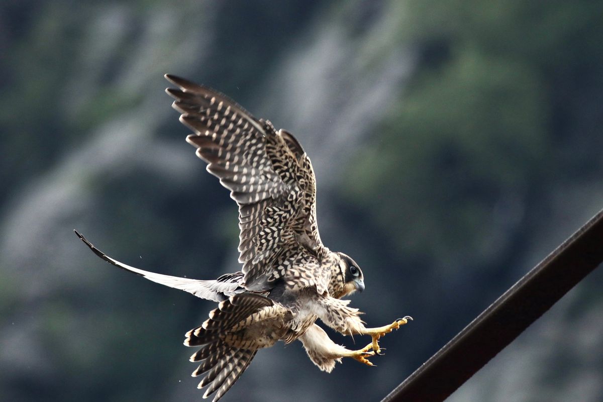 Birds of Prey Hike