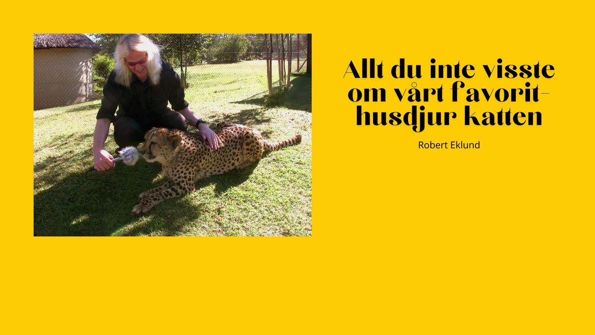 Allt du inte visste om v\u00e5rt favorithusdjur katten