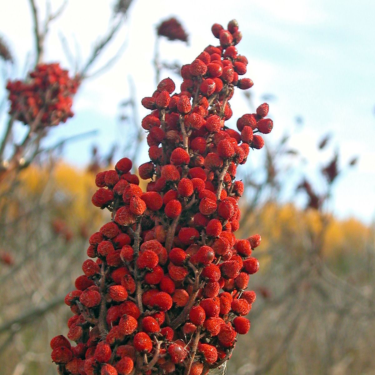 Plants and People Program \u2013 Ethnobotany of Rhus (Sumac \u2013 Anacardiaceae)