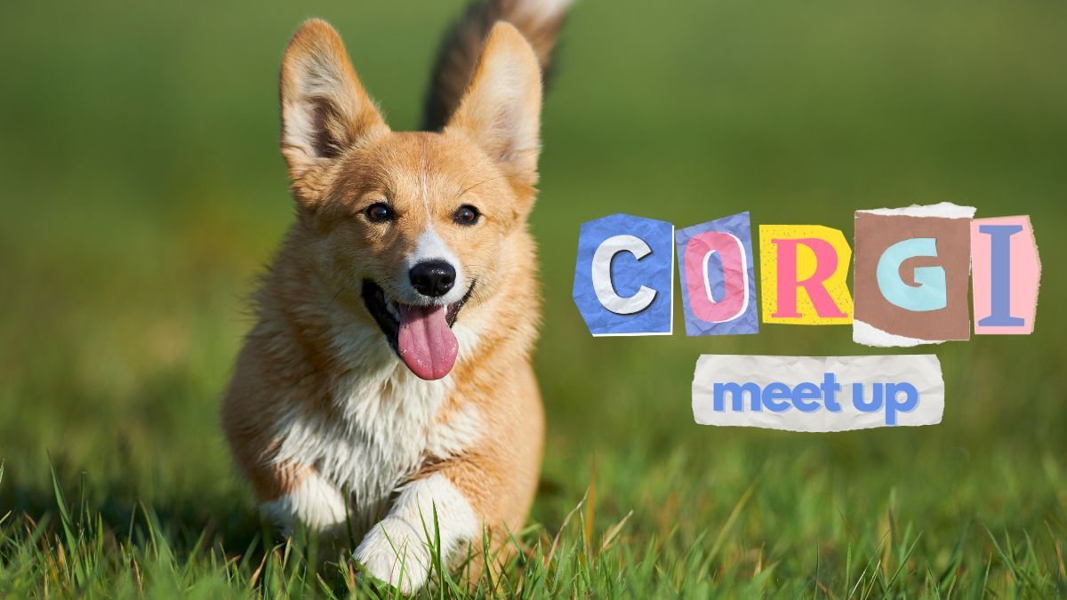 Corgi Meet Up