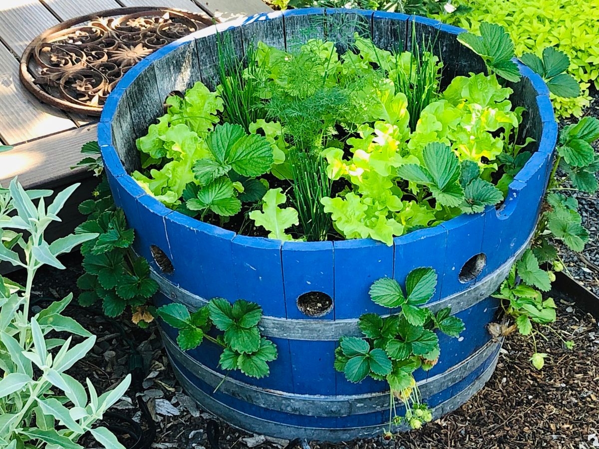 Container Gardening! - San Jose