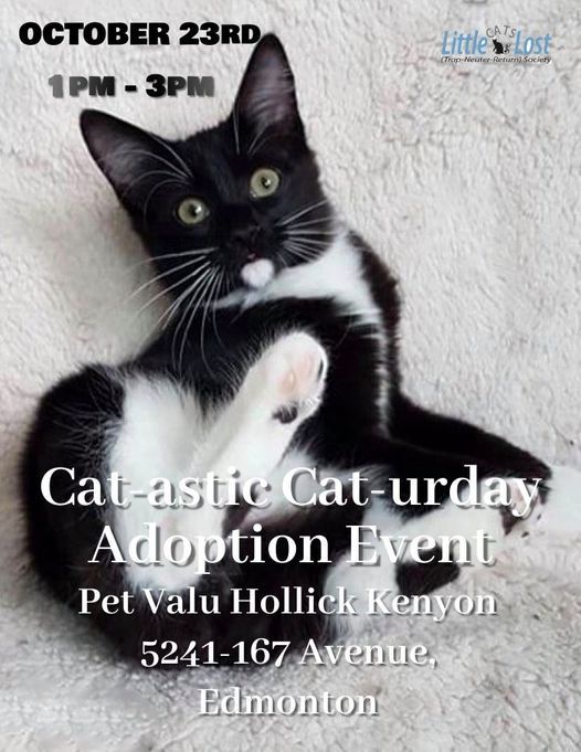 Cat-astic Caturday Adoption Event