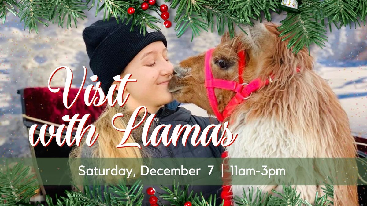 Visit with Llamas! 