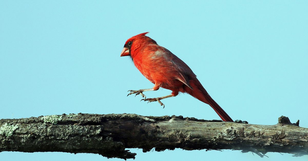 Project FeederWatch at Aullwood