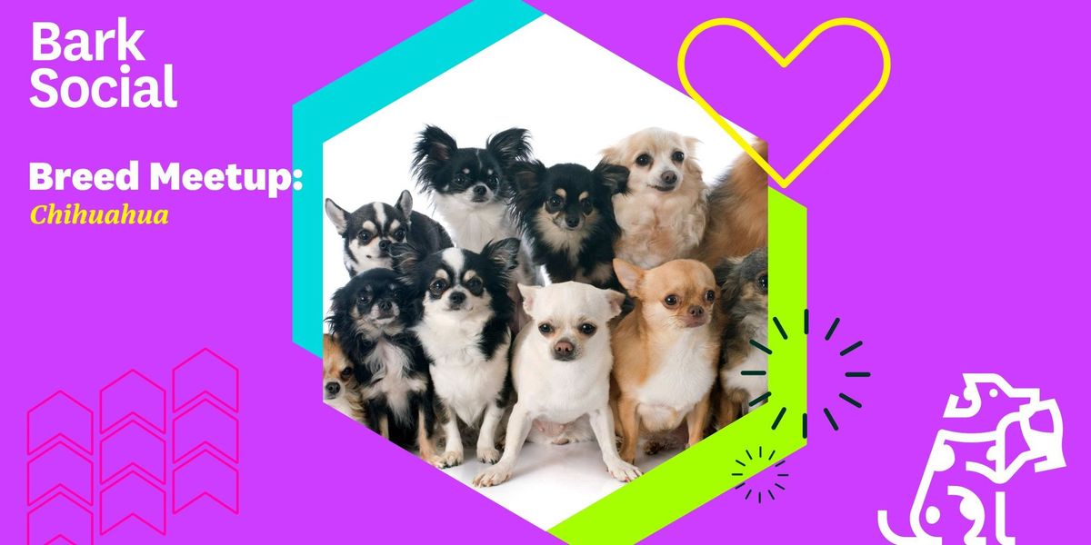 Breed Meetup: Chihuahua!