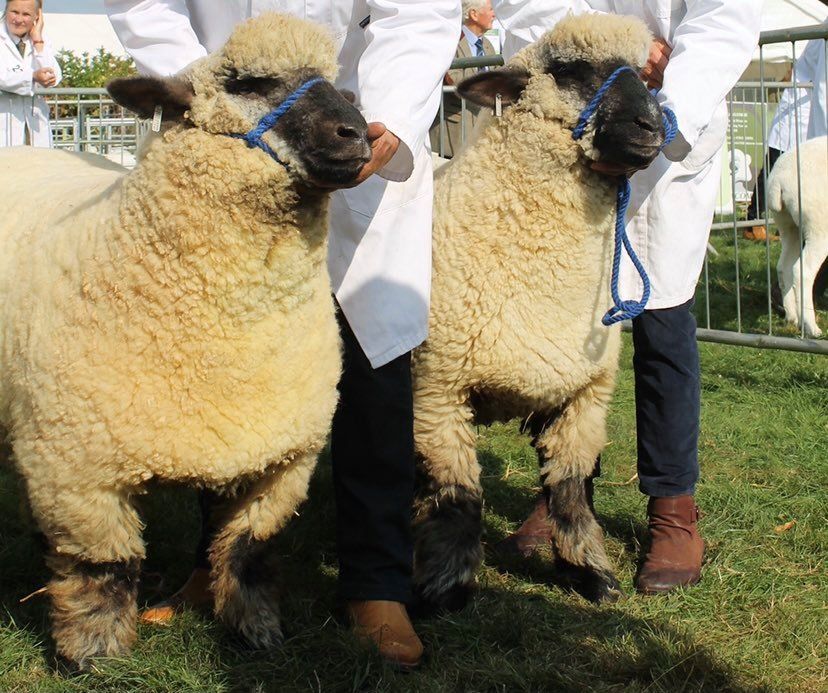 Oxford Down Sheep at Moreton in Marsh Show