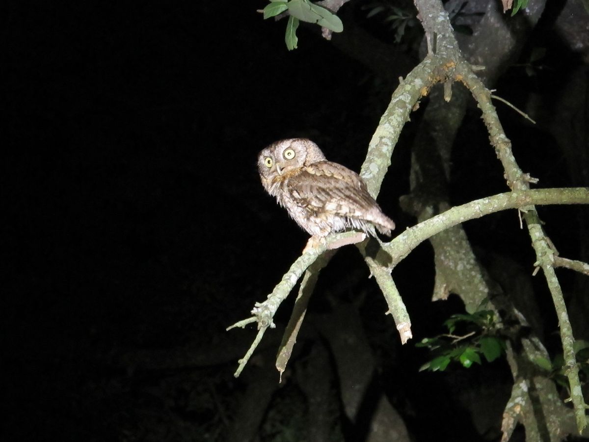 Halloween Night Hike