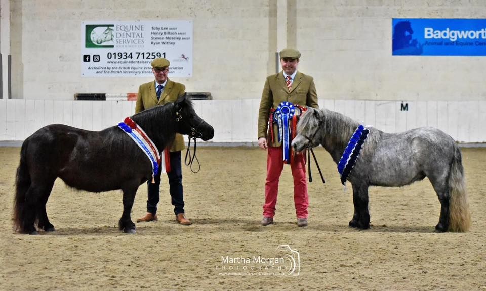 Somerset Shetland show 