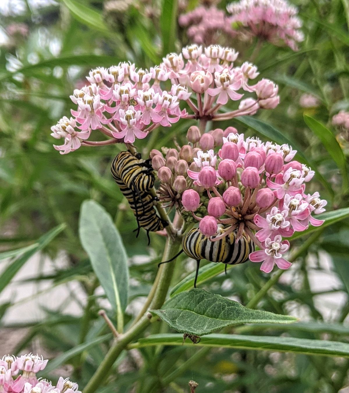 Sip n\u2019 Sow Winter Seed Sowing Workshop