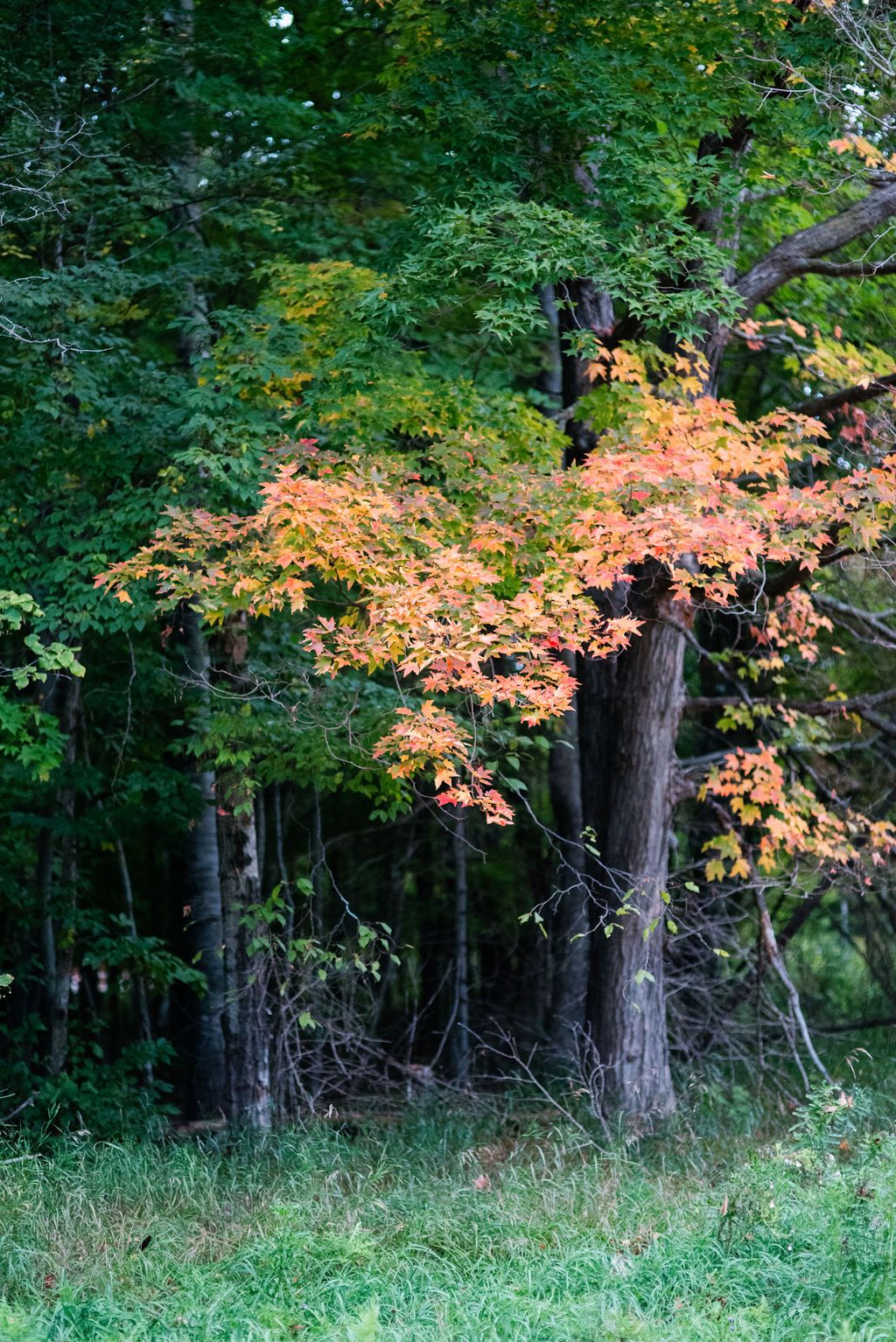 Autumn Delight - Day Yoga Retreat