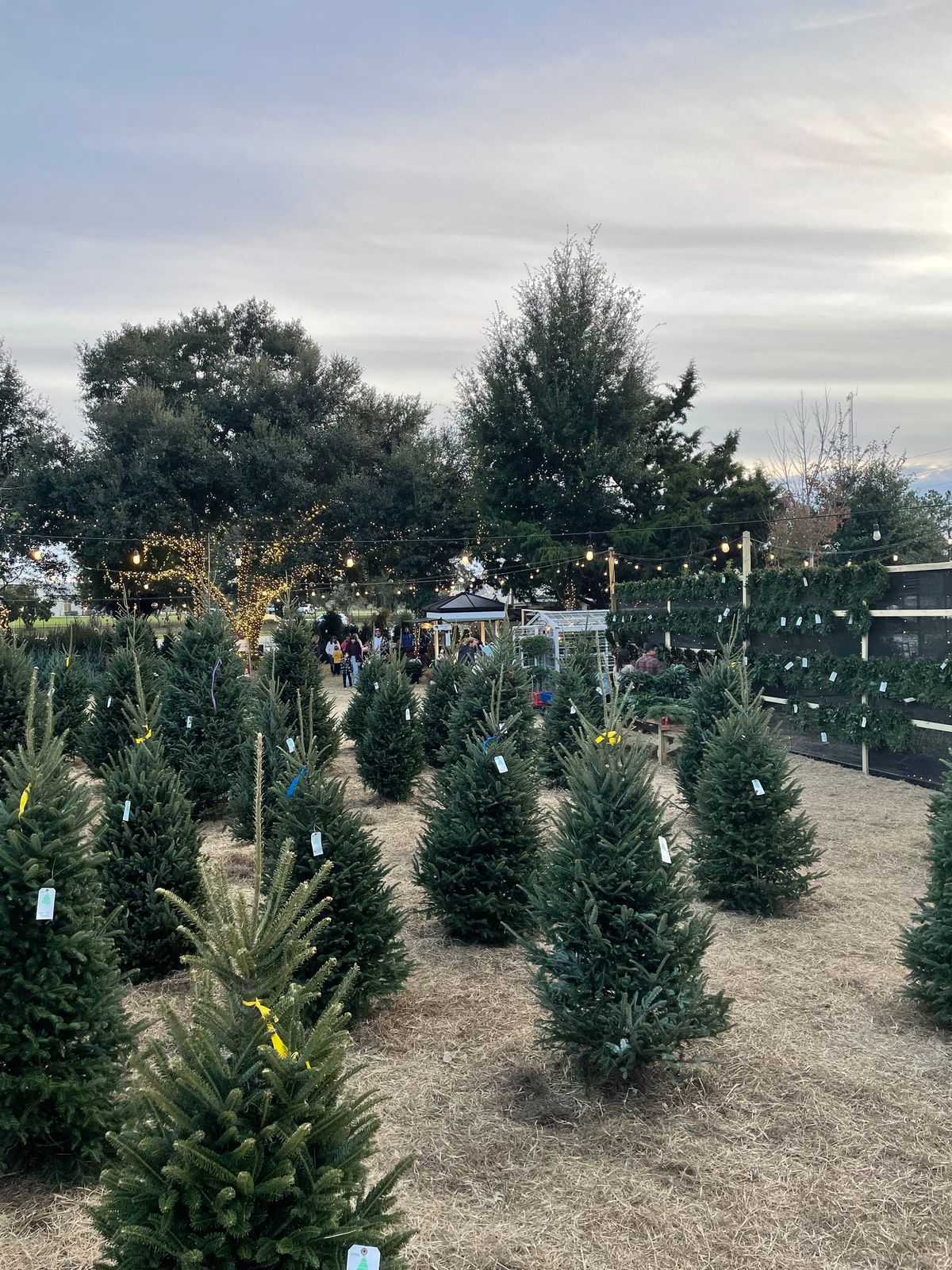 Christmas at The Garden