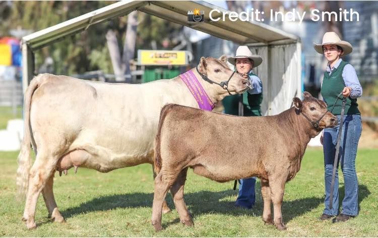 Gingin Multibreed Bull Sale 