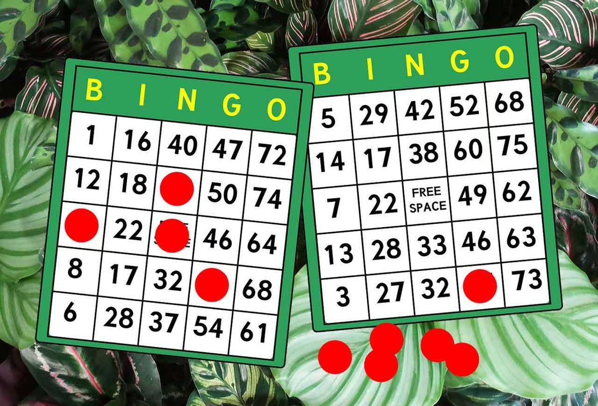 Ottumwa, IA - Plant Bingo