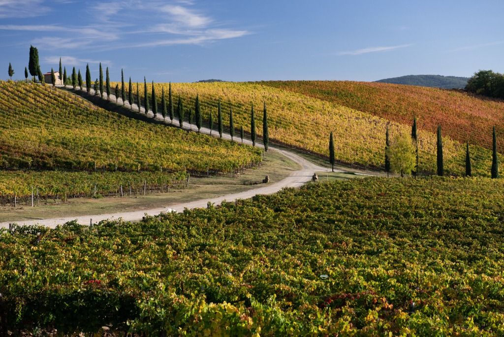 Quarant'anni di Cru La Selvanella a Radda in Chianti